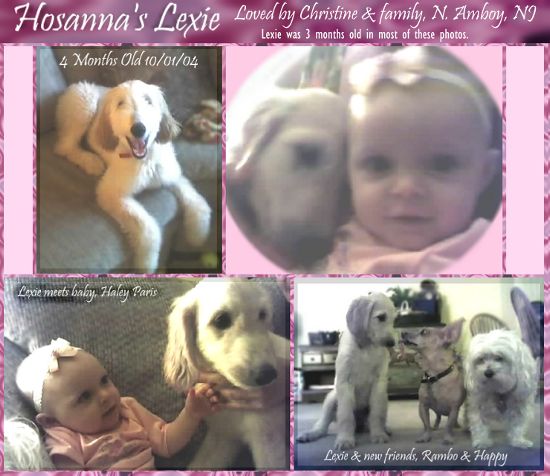 pictures of Afghan Hound puppy cream female, AKC registered 6 month old, Hosanna's Lexie