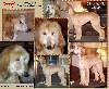 http://www.hosanna1.com/Hounds/Photos/CandyALL-4m041024.JPG link to afghan hound puppy photos