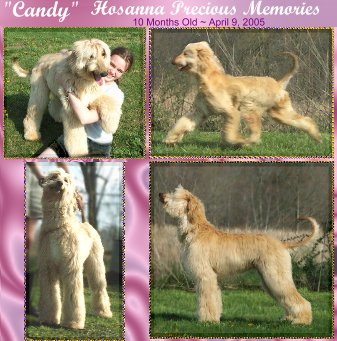 photographs of female afghan hound puppy for sale, red AKC registered, Candy - Hosanna Precious Memories too cute!