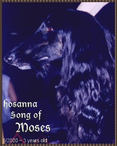 Moses - Afghan Hound head study - photo