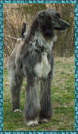 Photo of Afghan Hound puppy