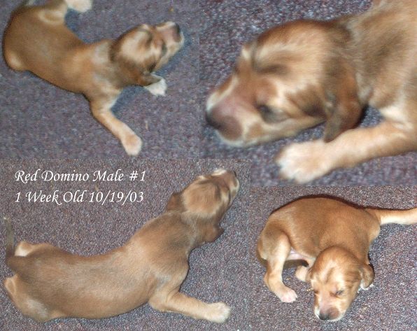 Dogs Mating Videos. Images+of+dogs+mating