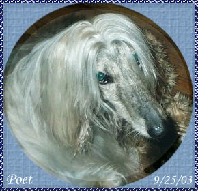 Afghan Hound photo - head study beautiful silver blue brindle