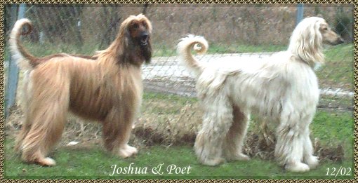 picture of two beautiful Afghan Hounds black masked red dog and silver blue brindle dog 