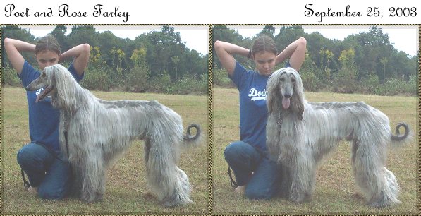 afghan hound pictures silver blue brindle stacked show dog AKC registered for sale