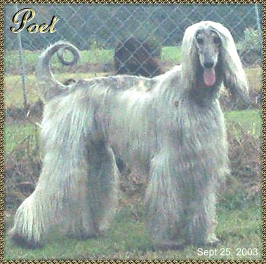 Afghan Hound dog picture standing silver blue brindle male AKC Beautiful photo