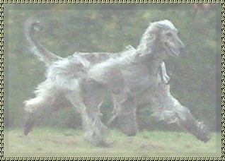 photo Afghan Hound side gait gaiting at show ring trot beautiful movement AKC registered dog