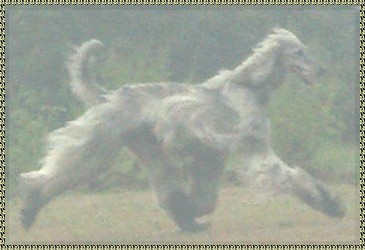 side gait photo Afghan Hound trotting show gaiting AKC registered picture