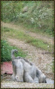 Afghan Hound picture drinking from creek in Cumberland Mountains of Kentucky AKC registered dog