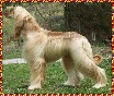 Afghan Hound photo Hosanna Precious Gift - dam of this litter whelped October 12, 2003