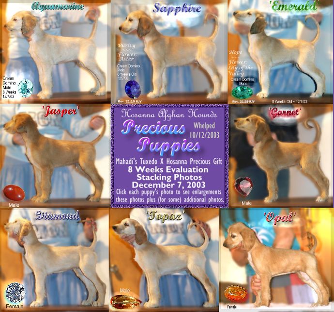 Precious newborn puppy picture/photo Hosanna Precious Gift with her firstborn puppy