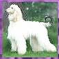Champion Hosanna Supernatural Rainbow - AKC registered Afghan Hound bitch - dam of our puppies