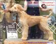 picture Afghan Hound dog CH Hosanna's Garnet, sire of this litter