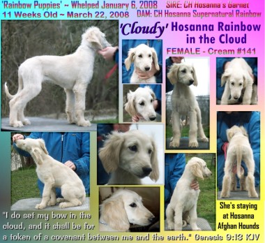photograph of afghan hounnd puppyboth parents AKC champions female cream Cloudy Hosanna Rainbow in the Cloud