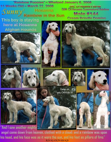 Hosanna Rainbow in the Sun - Sunny - picture of afghan hound puppy, two AKC champion parents