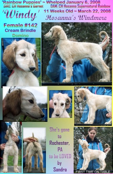 Afghan Hound puppy for sale cream brindle domino female, AKC champion sire and dam