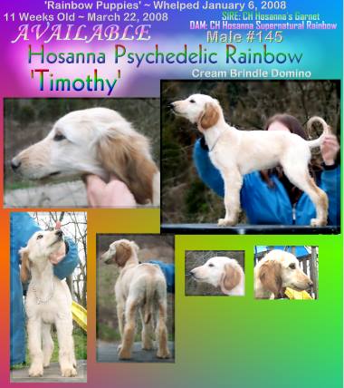 for sale Afgan hound puppy male cream domino brindle both sire and dam champions AKC