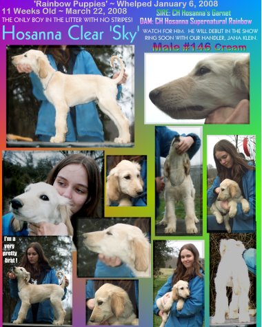 afghan hound puppy for sale photograph of cream male sire and dam both AKC champions