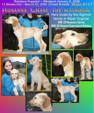 red brindle domino beautiful male afghan hound puppy, both parents AKC champions picture