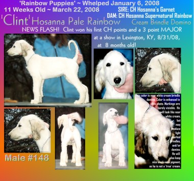 near white cream brindle domino very pretty male afghan hound puppy, sire and dam both AKC champions