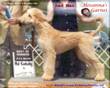 photo Afghan Hound gaiting AKC registered Samson Sings Hosanna AFGHAN HOUND dog