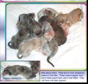 photo of newborn Hosanna Afghan Hound puppies AKC registered