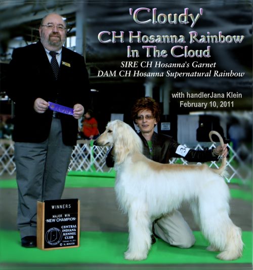 photograph of afghan hounnd puppyboth parents AKC champions female cream Cloudy Hosanna Rainbow in the Cloud