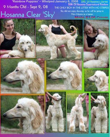 afghan hound puppy for sale photograph of cream male sire and dam both AKC champions