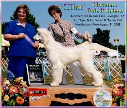 near white cream brindle domino very pretty male afghan hound puppy, sire and dam both AKC champions