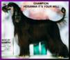 photo Afghan Hound  AKC registered CHAMPION HOSANNA IT'S YOUR WILL AFGHAN HOUND dog
