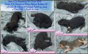 photo of newborn Hosanna Afghan Hound puppies AKC registered