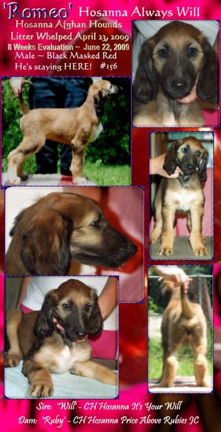 photograph of afghan hounnd puppyboth parents AKC champions black masked red male Romeo Hosanna Always Will