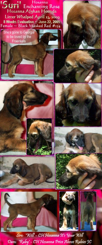 Afghan Hound puppy for sale cream brindle domino female, AKC champion sire and dam