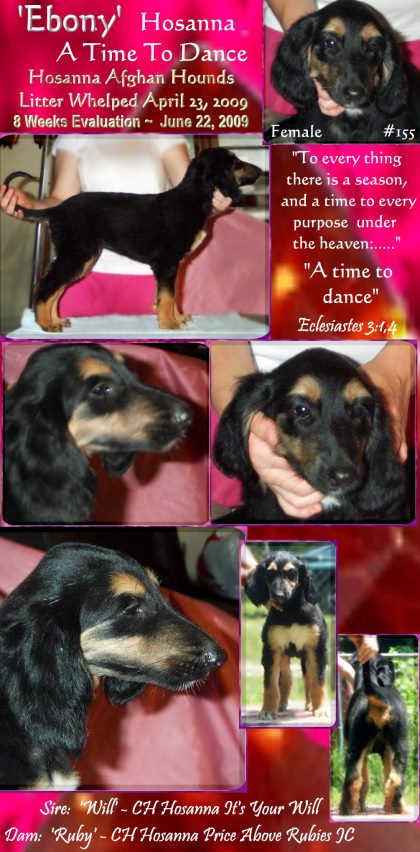 AFGHAN HOUND PUPPY FOR SALE red brindle female dam and sire AKC champions puppies for sale