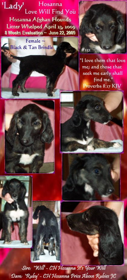 afghan hound puppy for sale photograph of black and tan brindle female litter evaluation photographs sire and dam both AKC champions