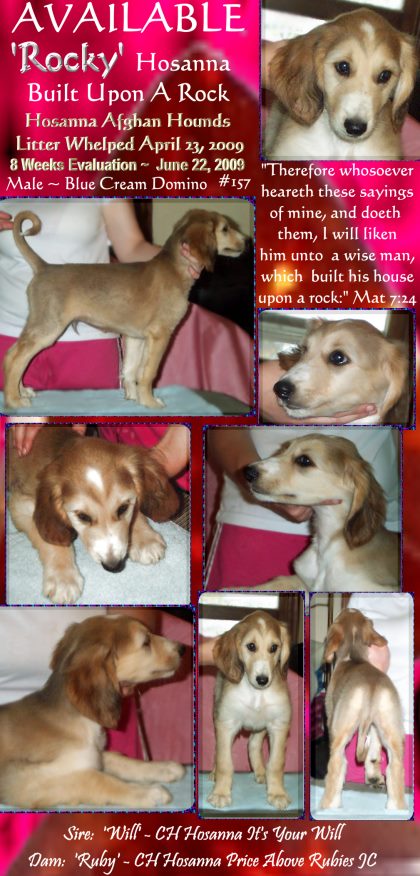 blue cream domino very pretty male afghan hound puppy for sale as a pet, sire and dam both AKC champions