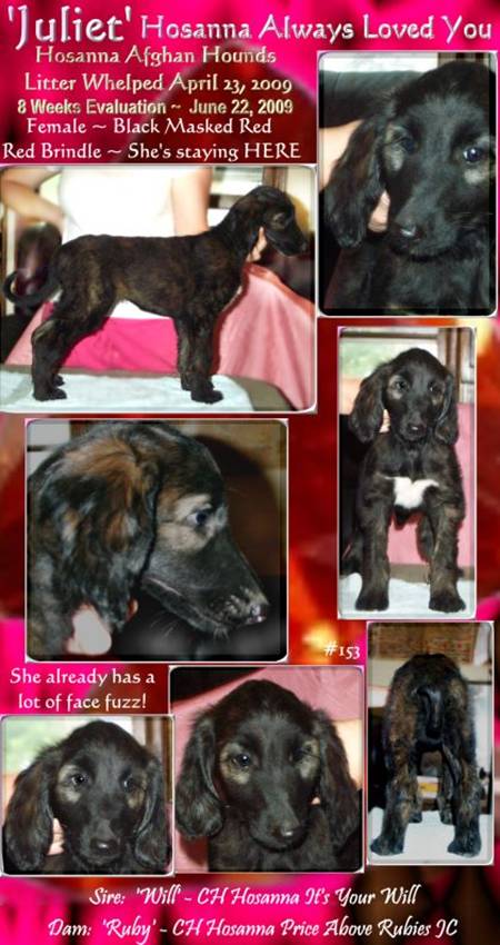 Afghan Hound puppy photographs 8 week old puppy eveluation pictures black masked red brindle bitch Juliet Hosanna Always Loved You