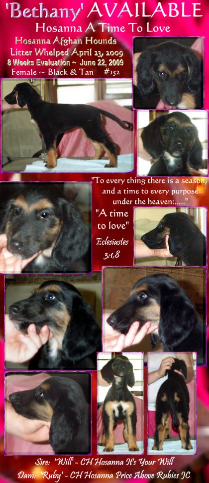 Afghan Hound puppy evaluation photo black and tan female 