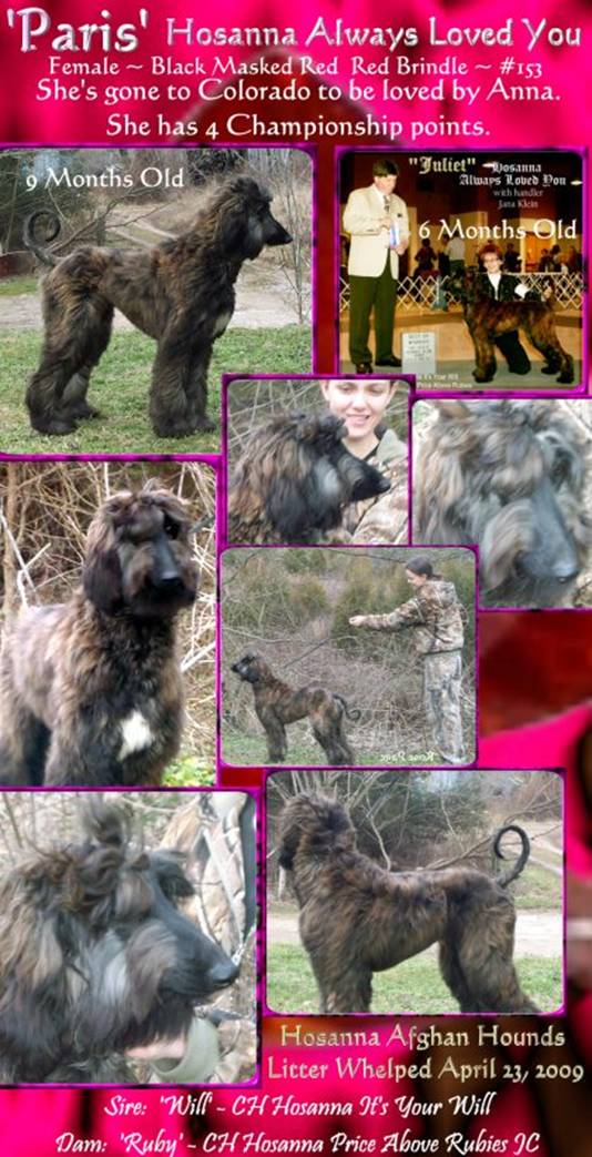 AFGHAN HOUND PUPPY FOR SALE red brindle female dam and sire AKC champions puppies for sale