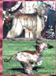 Tasha's Sand Dollar - AKC registered Afghan Hound bitch - dam of our puppies