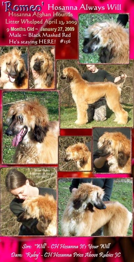 photograph of afghan hounnd puppyboth parents AKC champions black masked red male Romeo Hosanna Always Will