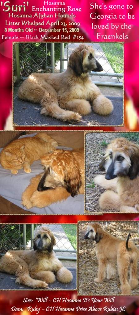 Afghan Hound puppy for sale cream brindle domino female, AKC champion sire and dam
