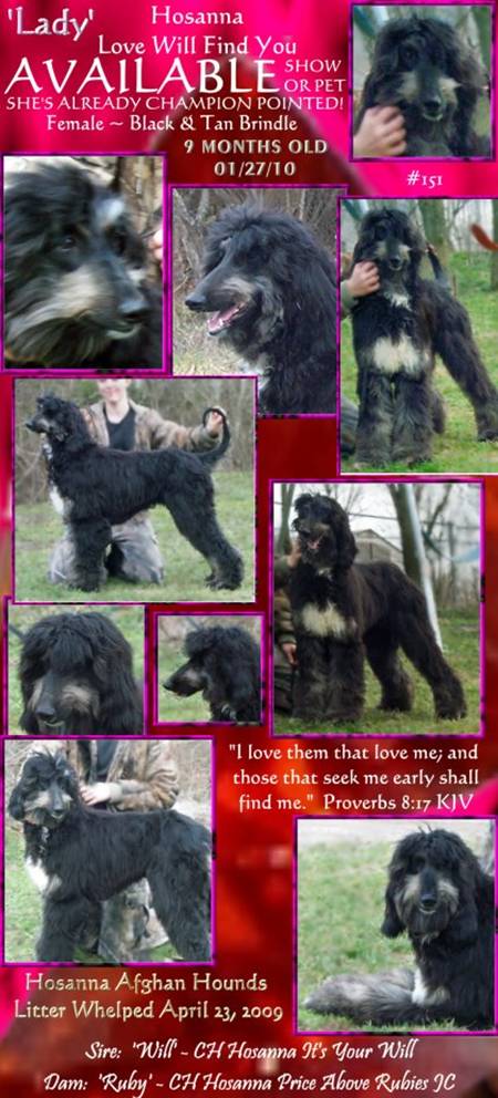 afghan hound puppy for sale photograph of black and tan brindle female litter evaluation photographs sire and dam both AKC champions