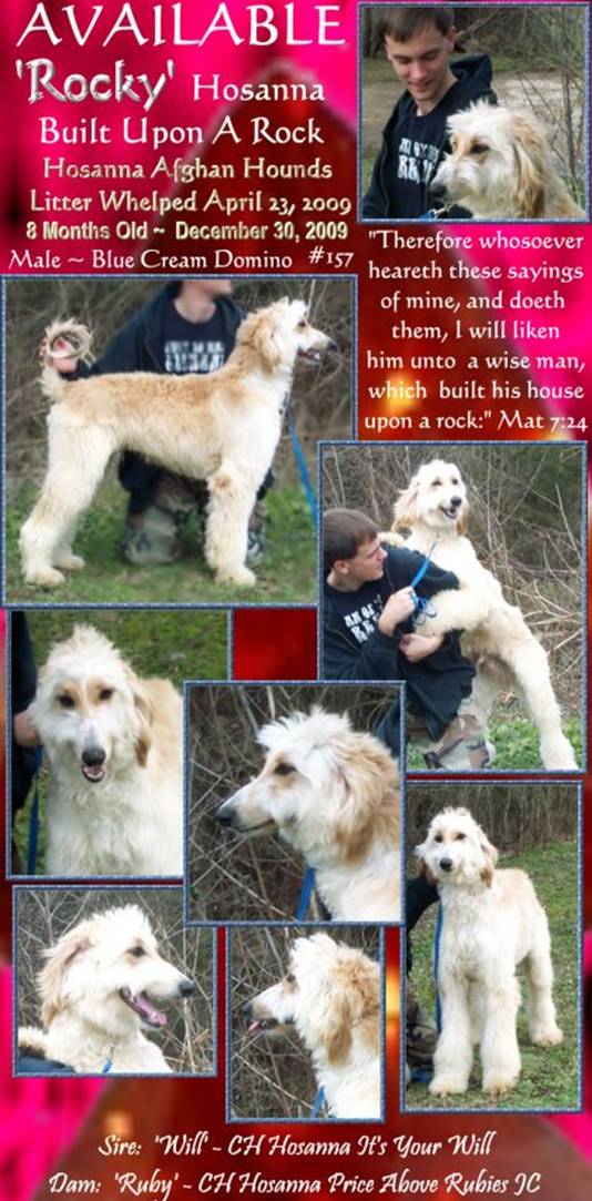 blue cream domino very pretty male afghan hound puppy for sale as a pet, sire and dam both AKC champions