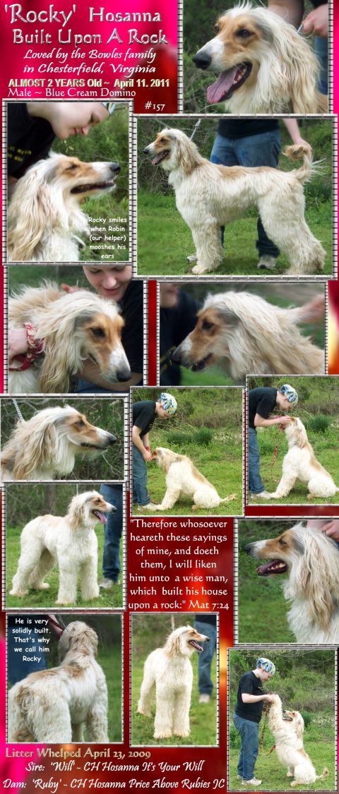 blue cream domino very pretty male afghan hound puppy for sale as a pet, sire and dam both AKC champions