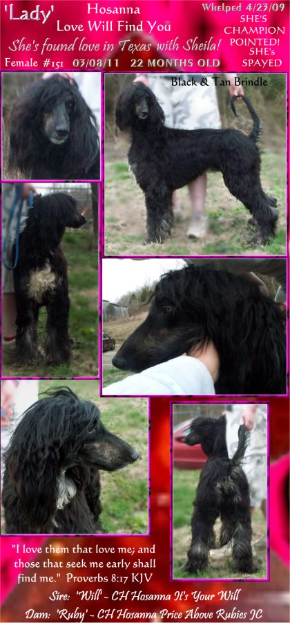 afghan hound puppy for sale photograph of black and tan brindle female litter evaluation photographs sire and dam both AKC champions