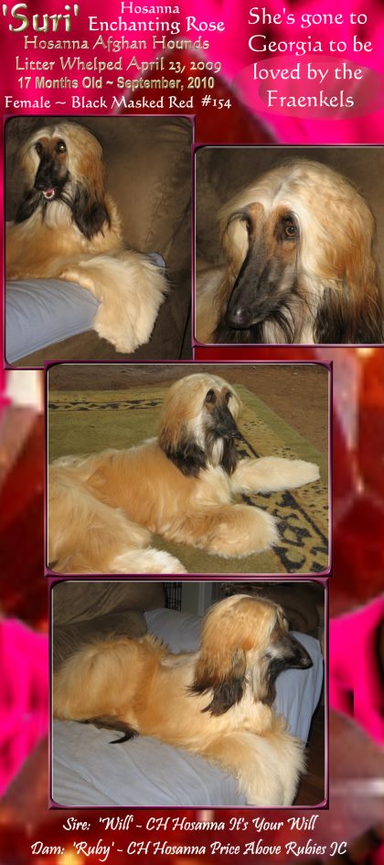Afghan Hound puppy for sale cream brindle domino female, AKC champion sire and dam