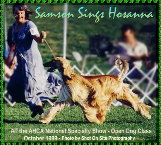 Samson Sings Hosanna - Afghan Hound Club of America Open Dog Class