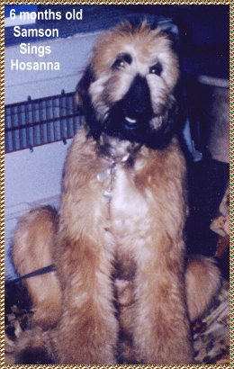 Samson Sings Hosanna - Afghan Hound puppy photo