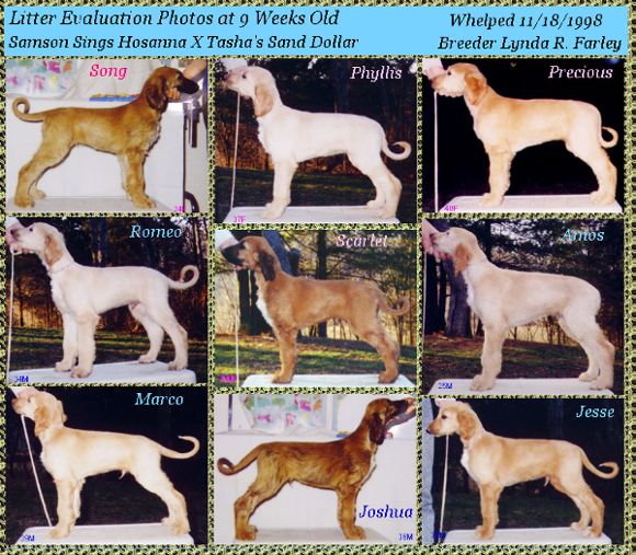 photo of a whole litter of 9 week old AKC registered Afghan Hound dogs in show stack (or near as possible) from litter by Samson Sings Hosanna X Tasha's Sand Dollar whelped November 18, 1998
